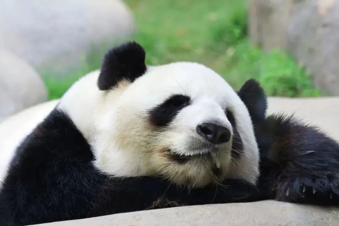 https://lingchen-resource.oss-cn-shenzhen.aliyuncs.com/admin/pro/20230323/143218image.png